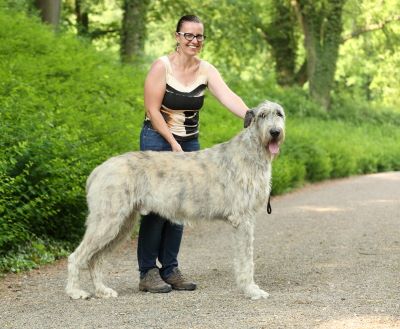 Novinky / News | Avanta - Irish Wolfhound Kennel